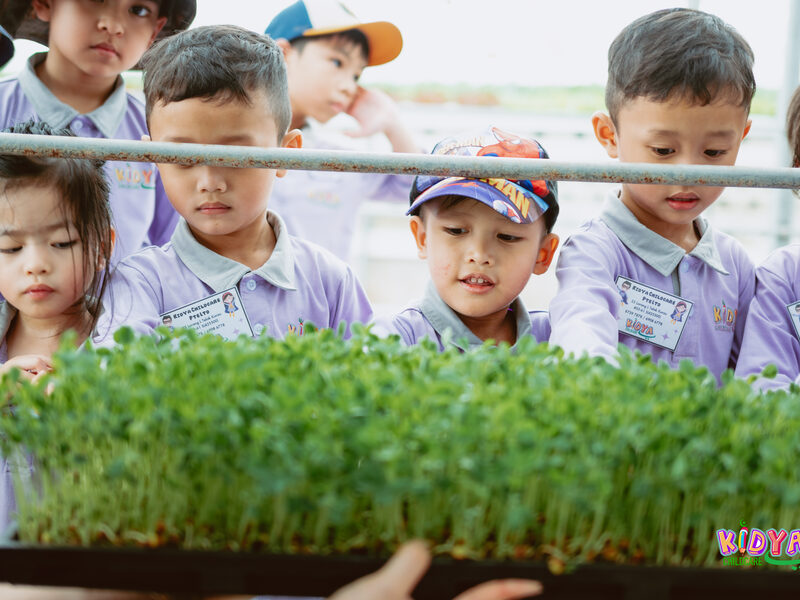 Children inspecting the microgreens they grew at Kidya Childcare